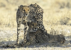 0513E_SOPAHunters.jpg